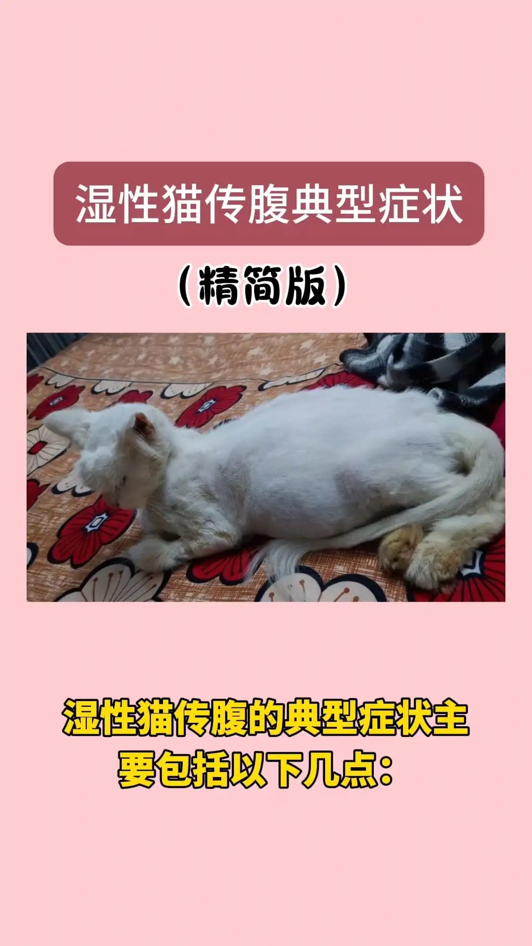 猫传腹传染人有什么症状(猫传腹会传染给人类会怎么样)