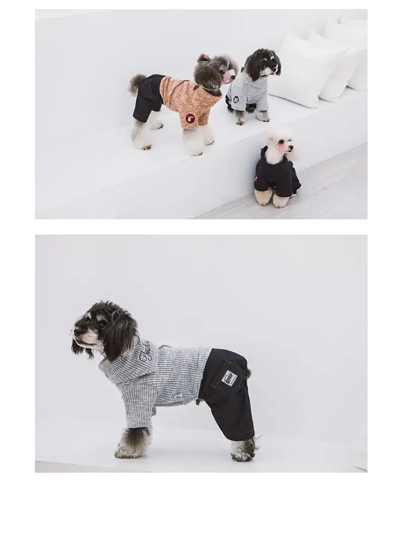 狗衣服泰迪小型犬(小泰迪狗衣服怎样制作过程)