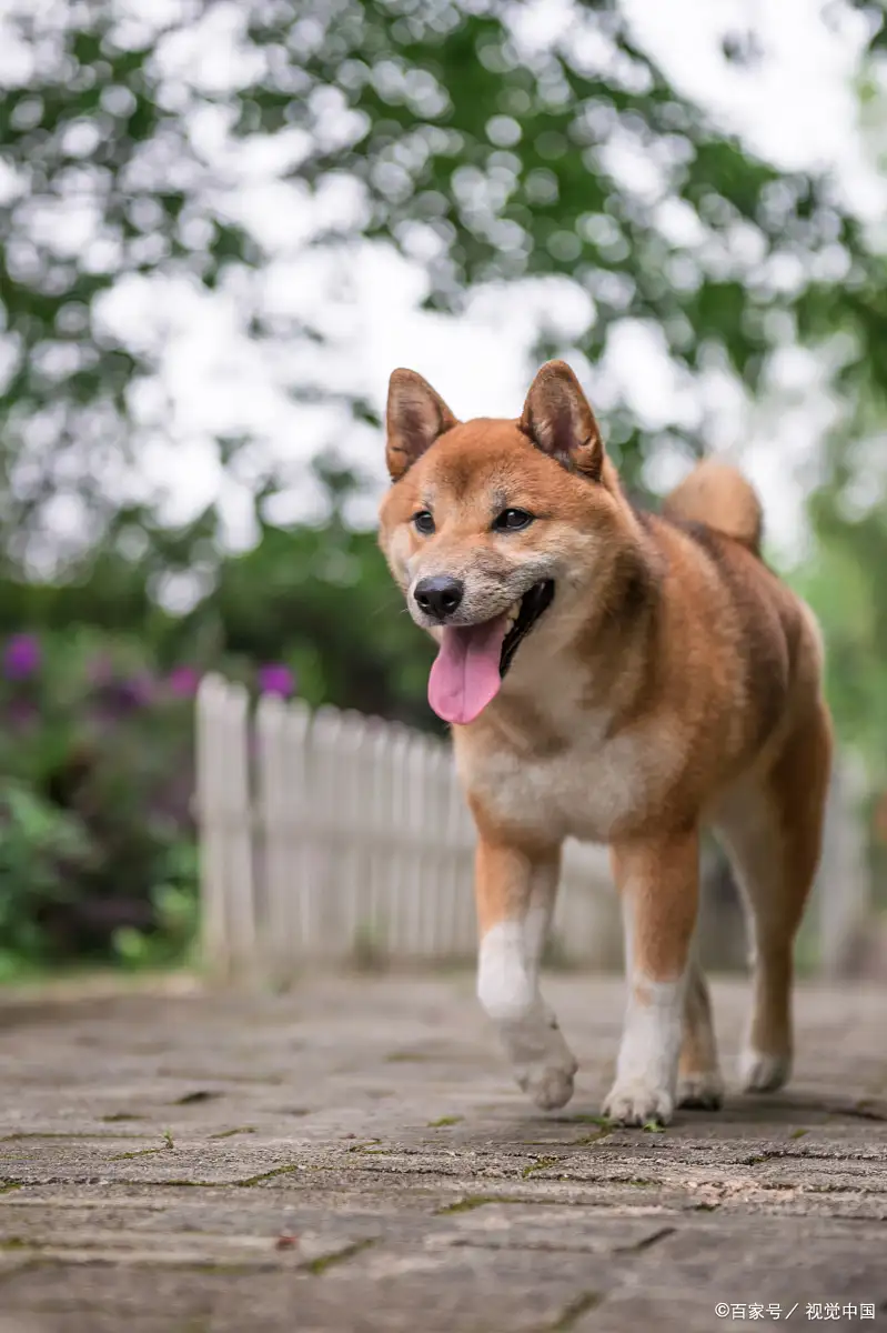 中华田园犬品种(中华田园犬品种大全 黑色)