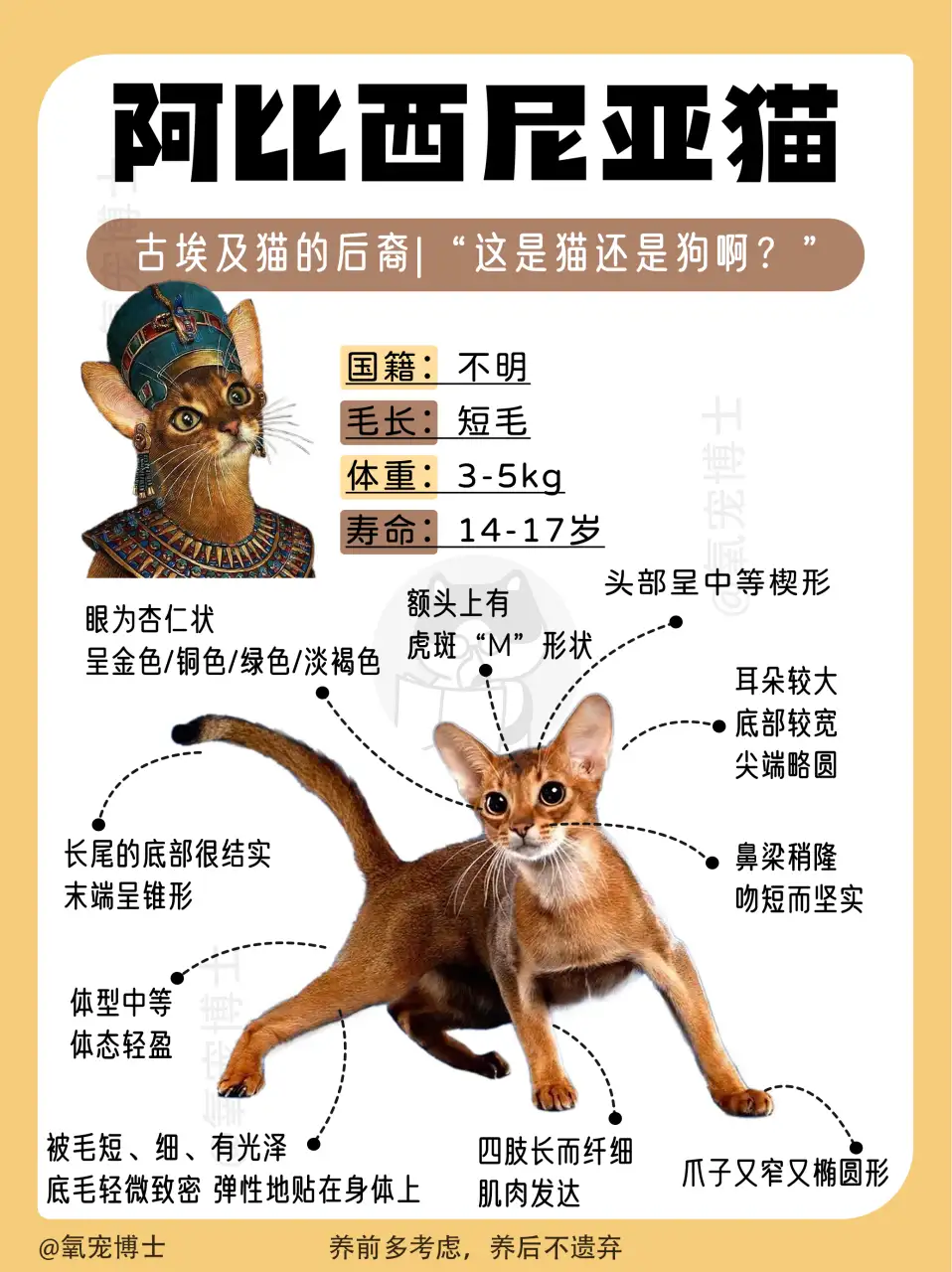 阿比猫价格多少钱一只(阿比猫价格多少钱一只图片)