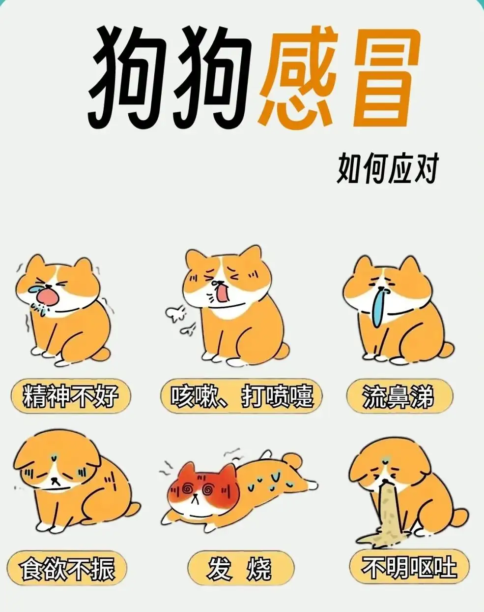 狗狗能吃感冒冲剂吗?(狗狗能吃感冒冲剂吗怎么吃)