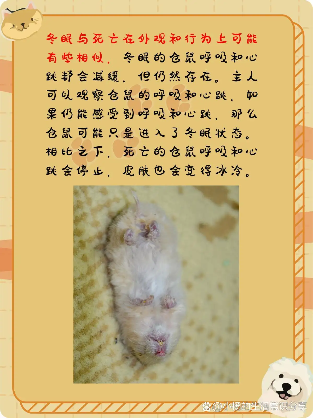 仓鼠突然死了(仓鼠突然死了是为什么)