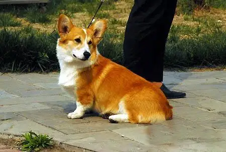 适合小学生养的小型犬(适合小学生养的小型犬排行榜)