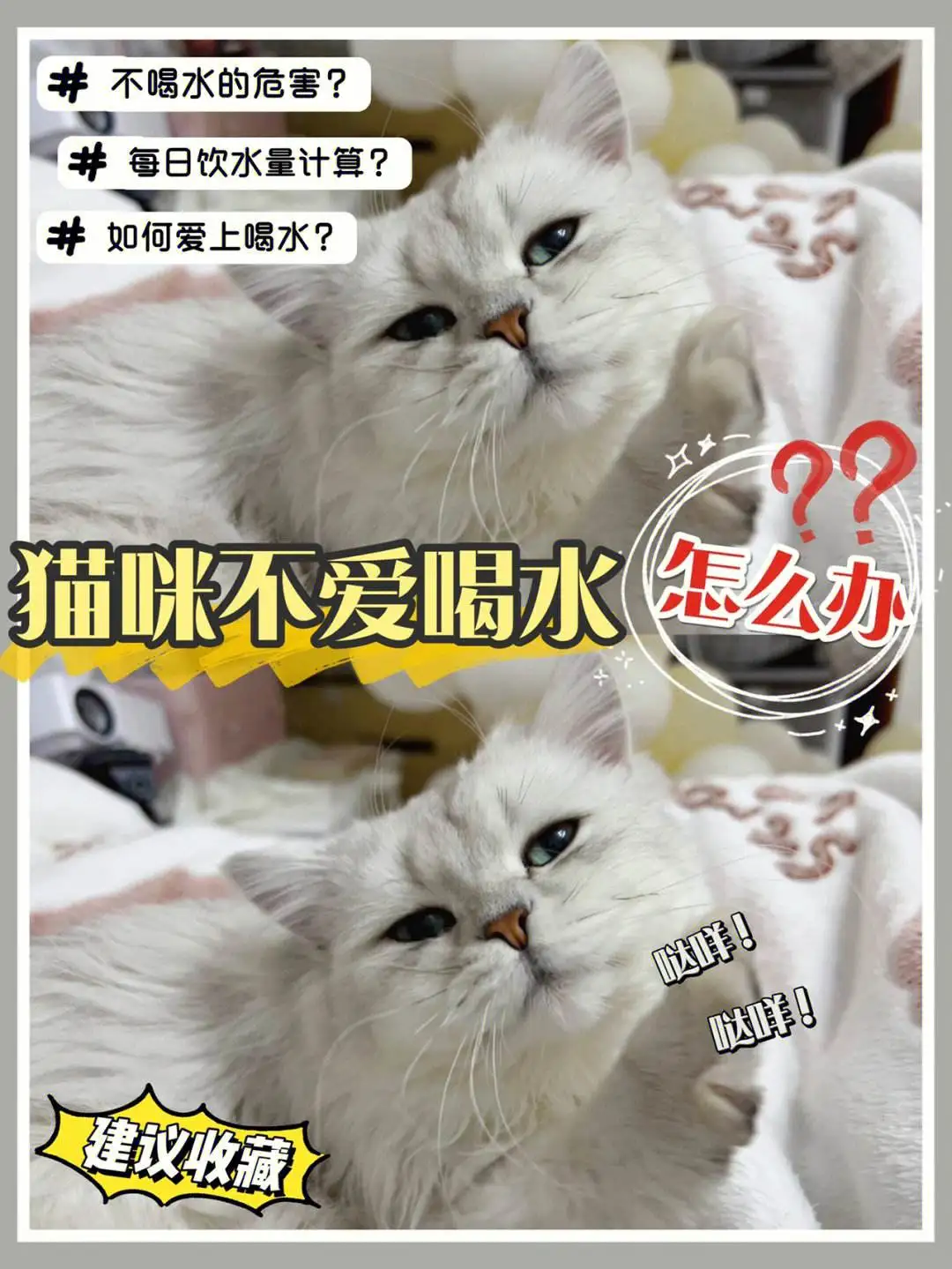 猫咪爱偷吃东西怎么办(猫咪喜欢偷吃东西怎么办)