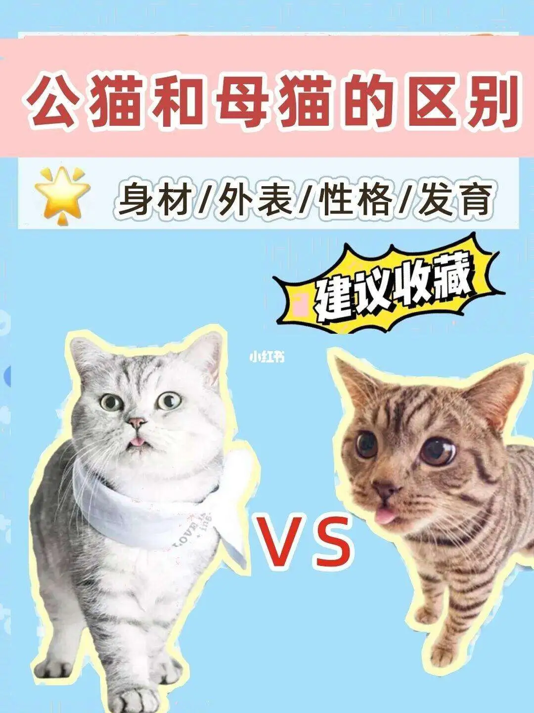 公猫和母猫怎么分(公猫和母猫怎么分别幼猫)