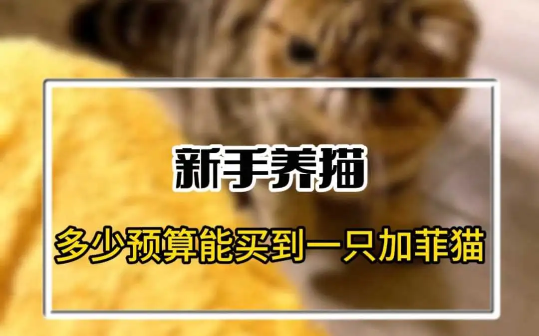 加菲猫多少钱一只大猫(加菲猫的价格多少钱一只)