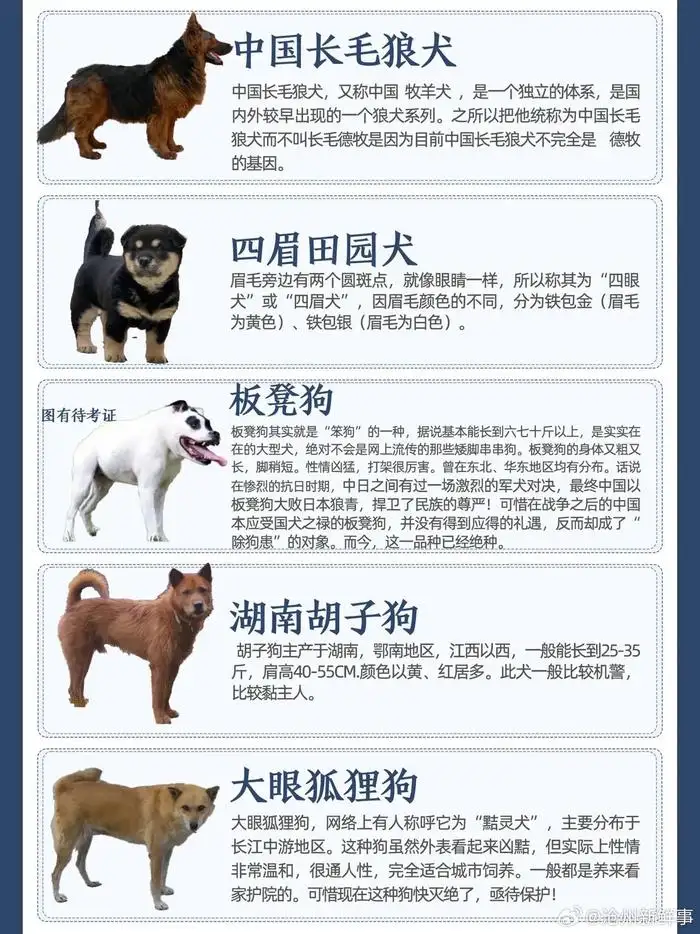 为什么不让养田园犬(为什么不给养中华田园犬)