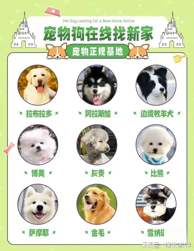 萨摩耶犬市场价多少(萨摩耶犬价格值多少钱)