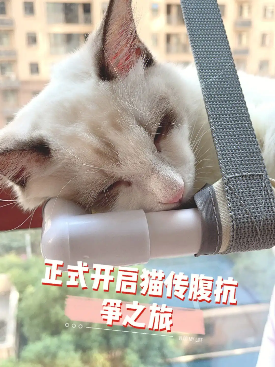 猫传腹疫苗(猫传腹疫苗可以预防吗)