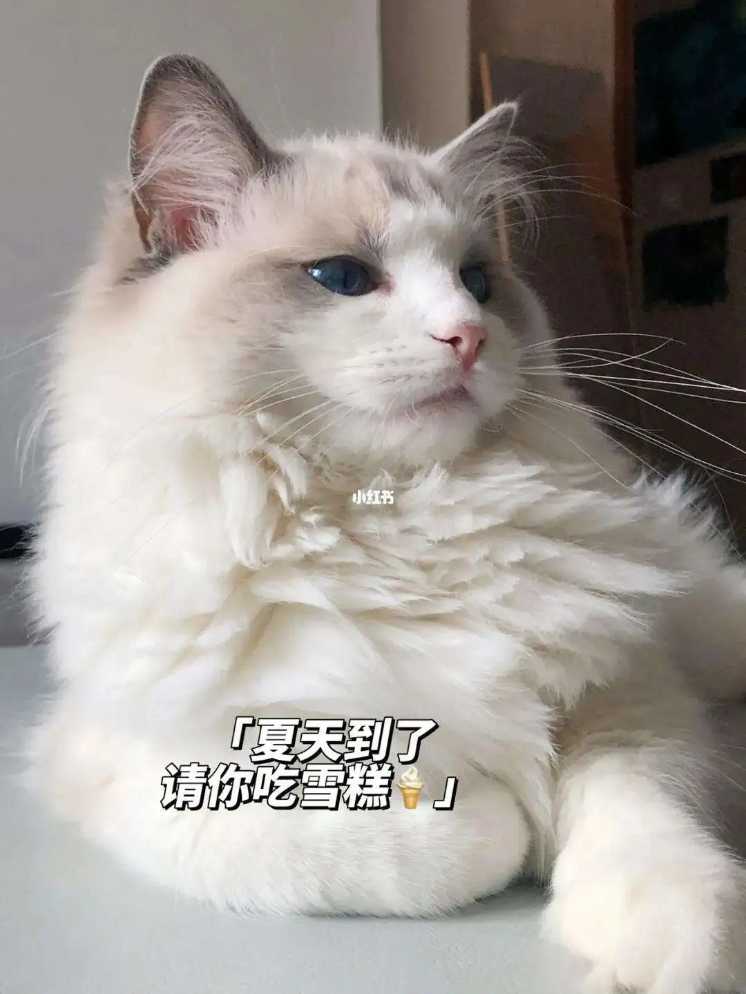 猫吃了冰淇淋会怎么样(猫咪吃了冰淇淋出现无力症状怎么办)