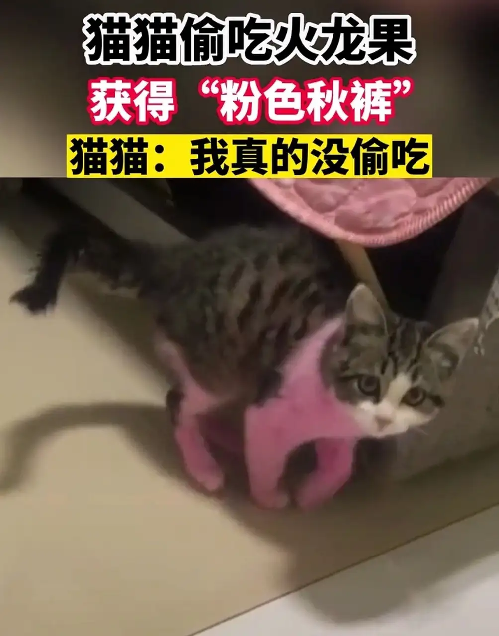 猫咪爱偷吃东西怎么办(猫咪喜欢偷吃东西怎么办)