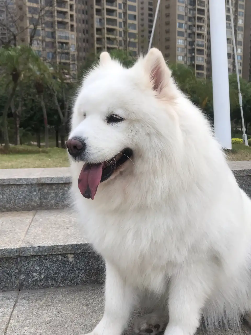 养萨摩耶犬注意(养萨摩耶犬注意事项)