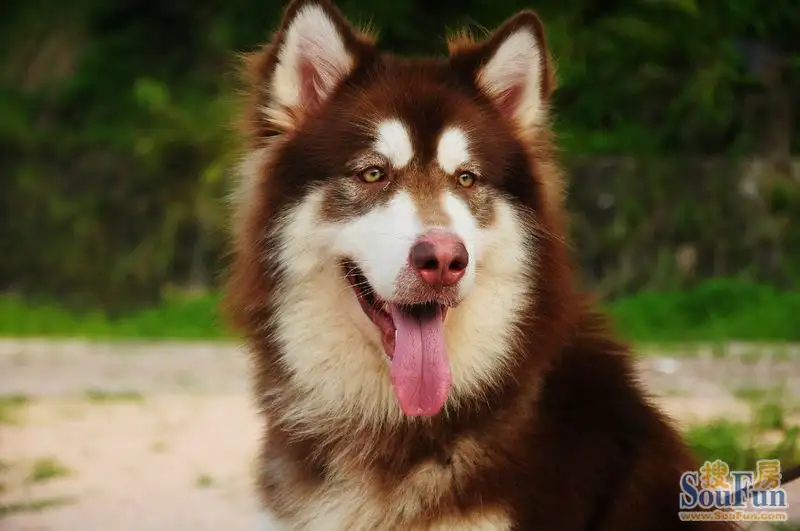 巨型阿拉斯加犬好养吗(巨型阿拉斯加犬能长多大)