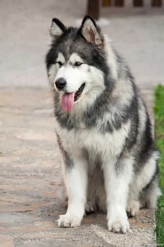 巨型阿拉斯加犬好养吗(巨型阿拉斯加犬能长多大)