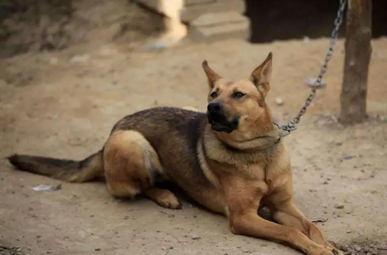 中华田园犬是不是最好养的一种(中华田园犬是不是最好养的一种品种)