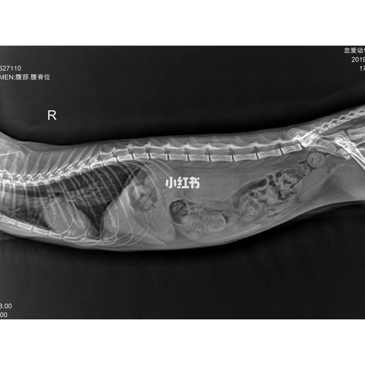 441猫传腹图片(441猫传腹有什么副作用)