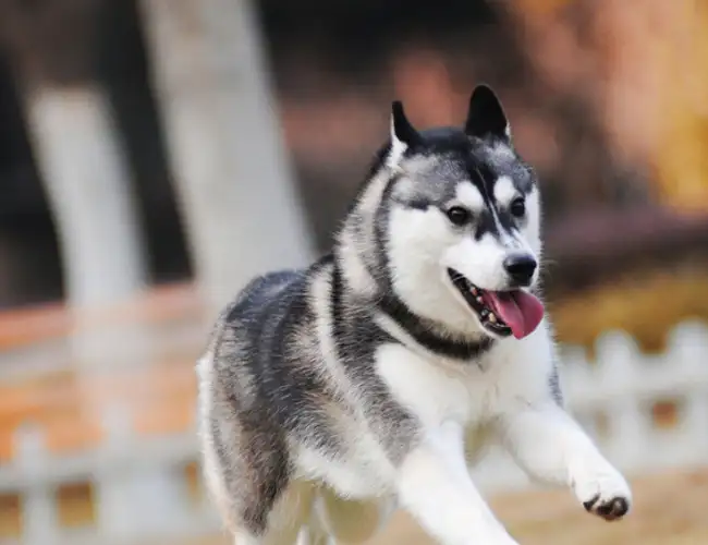 六个月哈士奇多少钱(六个月哈士奇多少钱一只幼犬)