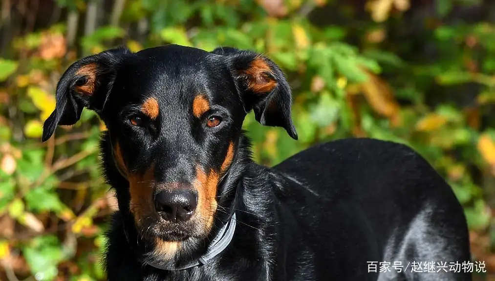 中型杜宾犬(杜宾中型犬还是大型犬)