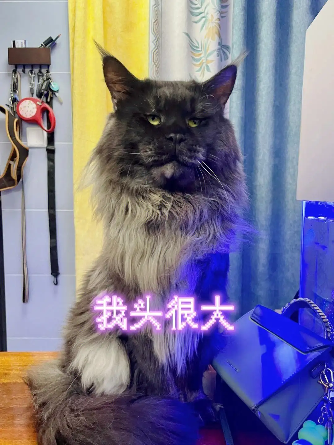 纯蓝色缅因猫(蓝色缅因猫多少钱)