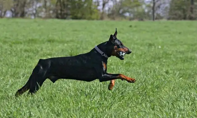 中型杜宾犬(杜宾中型犬还是大型犬)