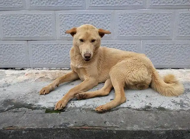 狗老了死前症状(老年犬临终前几小时的表现)