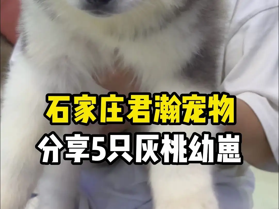 一只阿拉斯加犬幼崽多少钱(一只阿拉斯加犬幼崽多少钱啊)