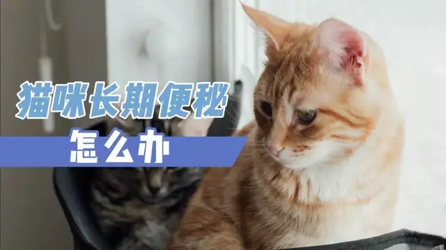 猫猫便秘了咋办(猫咪便秘严重了的症状)