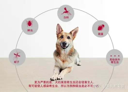 狗狗生病可以外驱虫吗(幼犬生病期间可以驱虫吗)