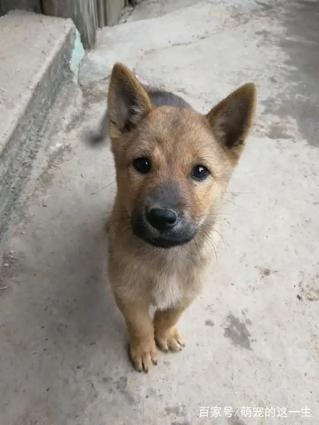 中华田园犬是不是最好养的一种(中华田园犬是不是最好养的一种品种)