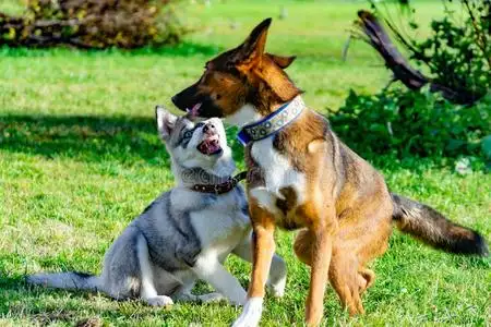 小型犬咬合力(小型犬的咬合力)