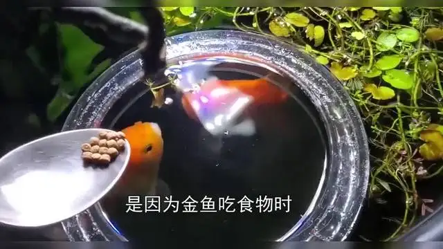 金鱼的记忆代表啥意思(听说金鱼的记忆只有七秒,静看荏苒如初见)