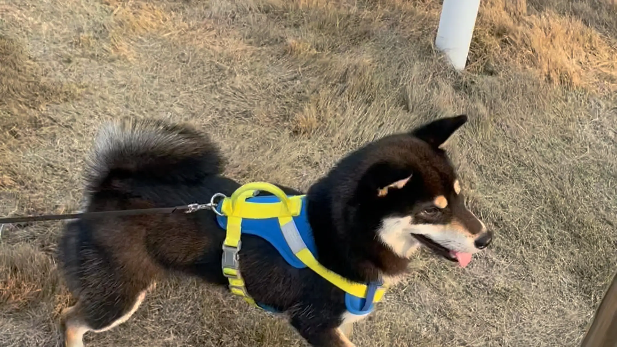 黑柴犬柴犬图片报价(黑柴犬价格多少钱一只幼犬)