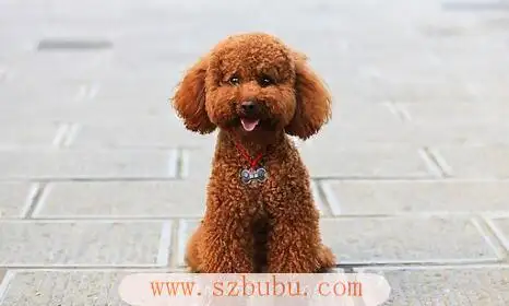 一只泰迪犬价格多少钱(一只泰迪犬的价格是多少?)