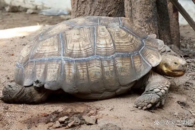 最老的乌龟(最老的乌龟寿命有多长)