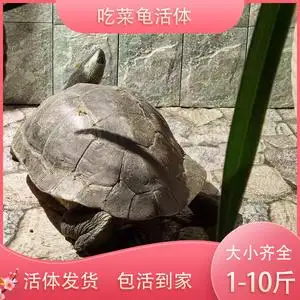 所有的大乌龟(所有大乌龟都咬小乌龟吗)