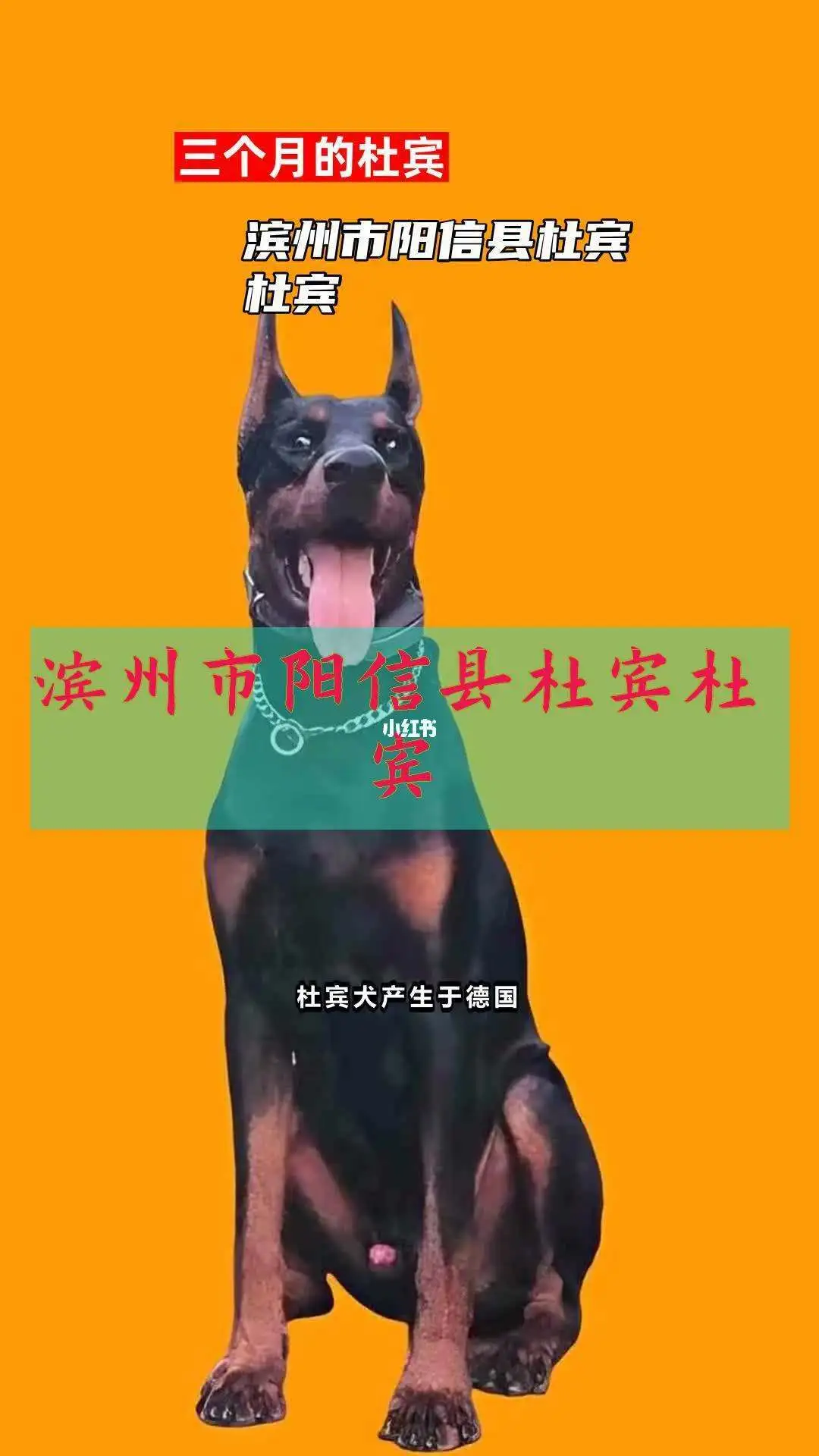 一只杜宾犬幼崽大概多少钱(一只杜宾犬幼崽大概多少钱呀)