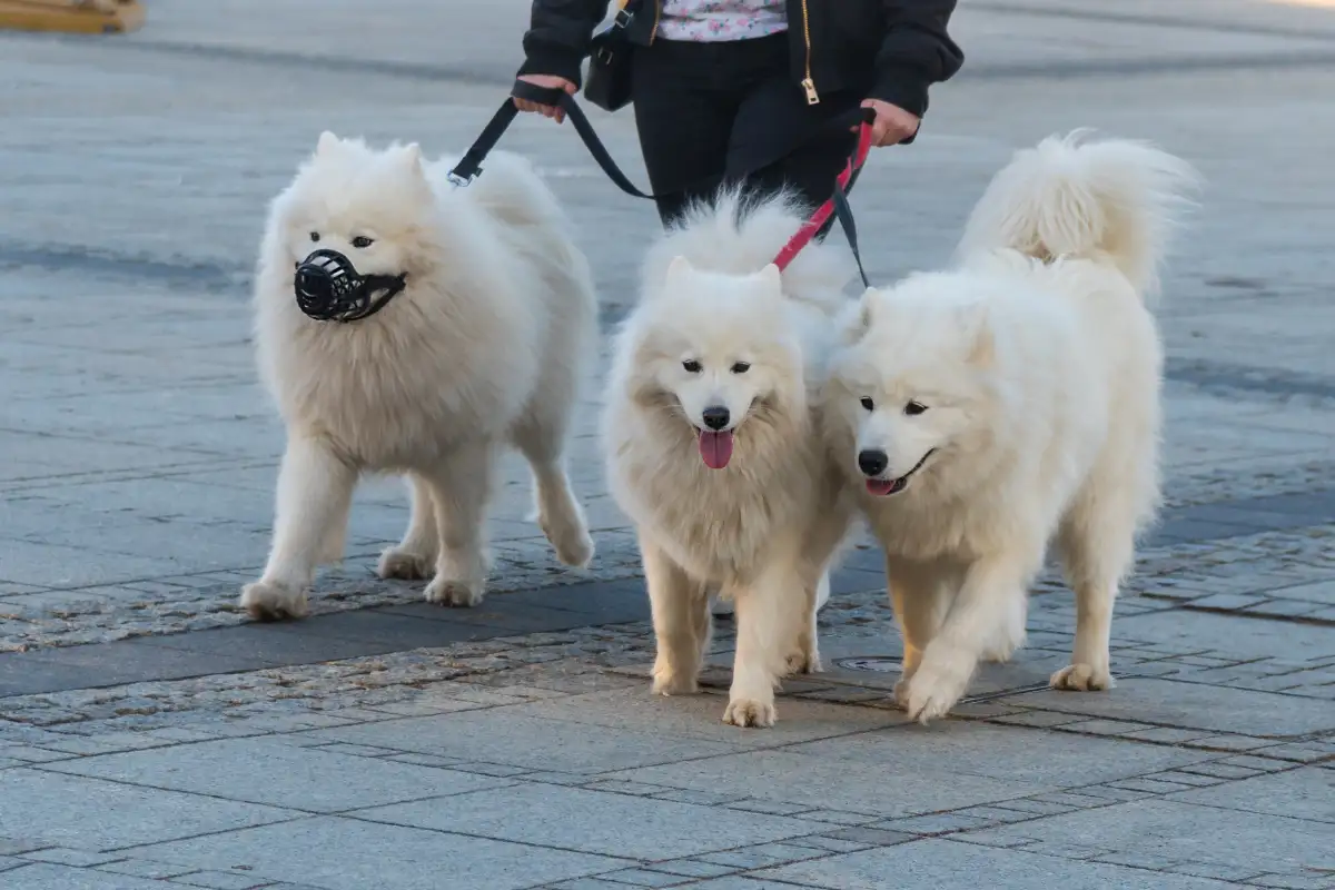 萨摩耶犬金色价格(萨摩耶犬价格值多少钱)