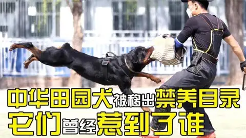 中华田园犬取消禁养(中华田园犬取消禁养协会)