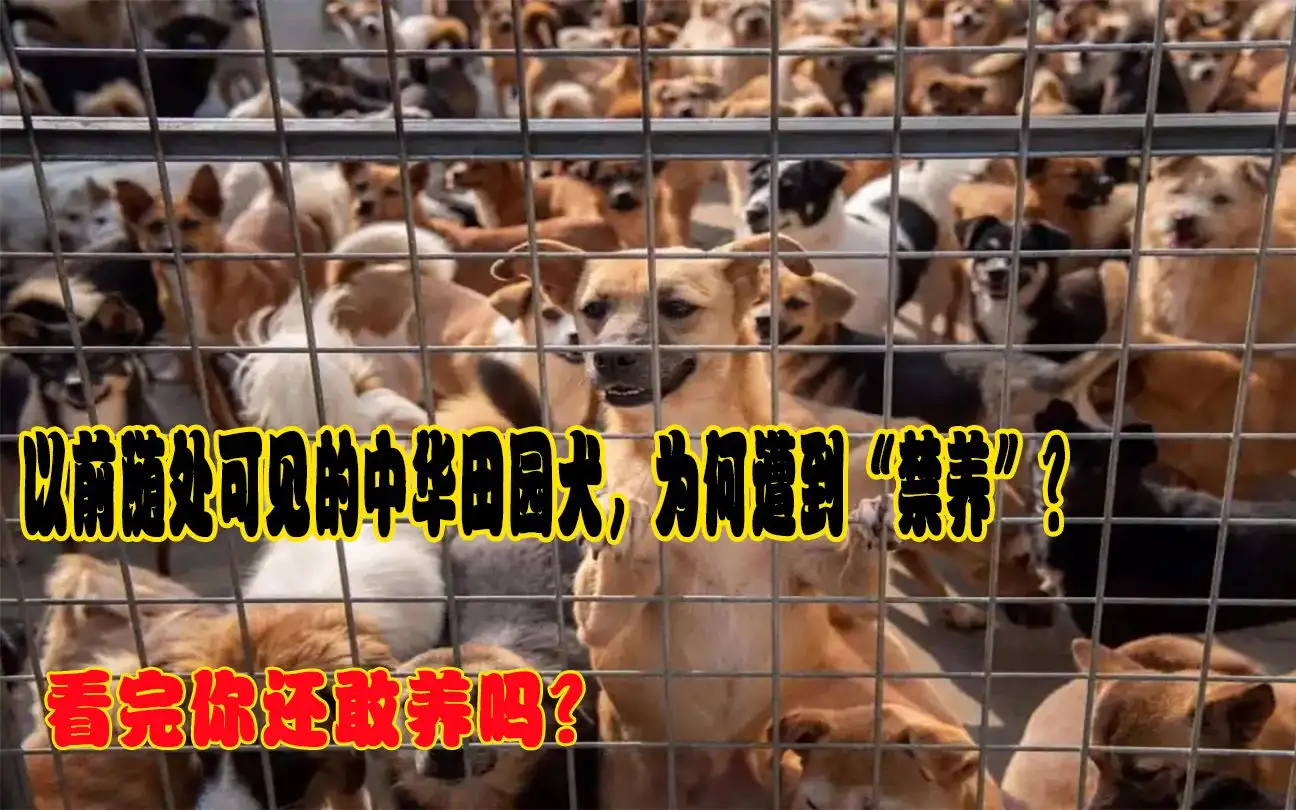 中华田园犬取消禁养(中华田园犬取消禁养协会)