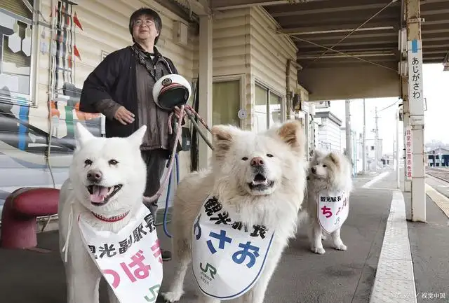 忠犬八公是柴犬(忠犬八公是柴犬还是秋田犬)