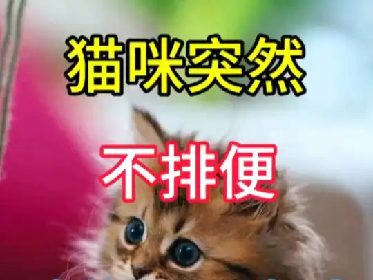 猫无法排便(猫无法排便如何解决)