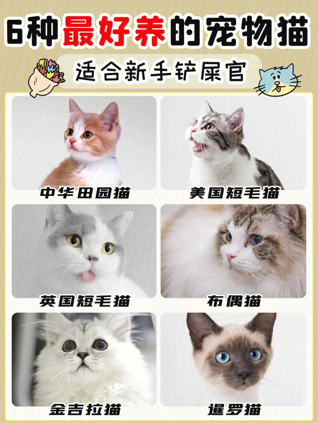 猫的品种适合家养(猫的品种适合家养还是养猫)