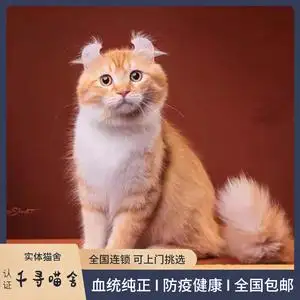 蓝猫卷耳猫多少钱一只(蓝猫卷耳猫多少钱一只啊)