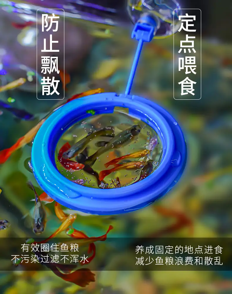 孔雀鱼怎么喂(孔雀鱼怎么喂菠菜)