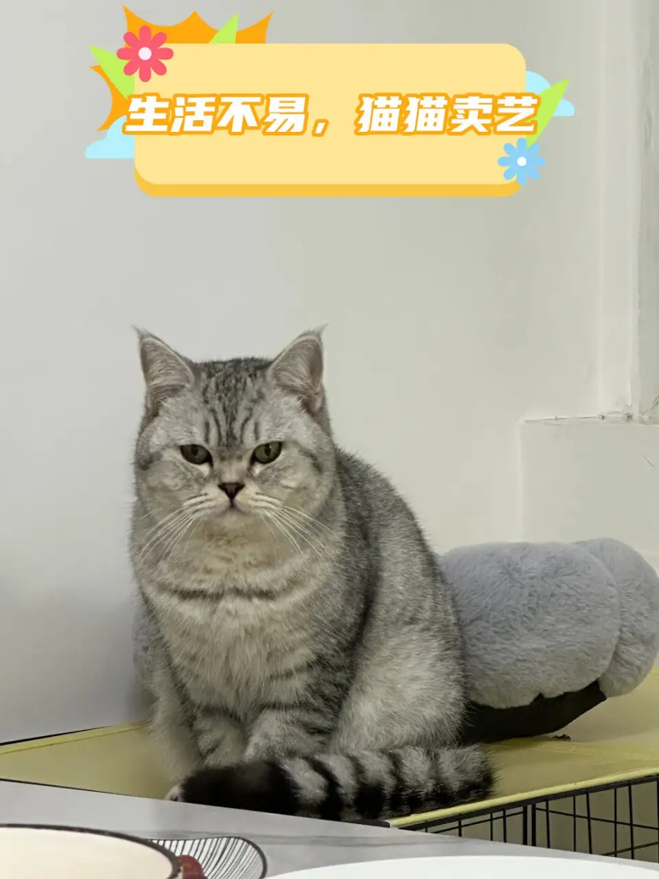 猫不易是什么品种的猫(哪种猫不容易生病,好养)