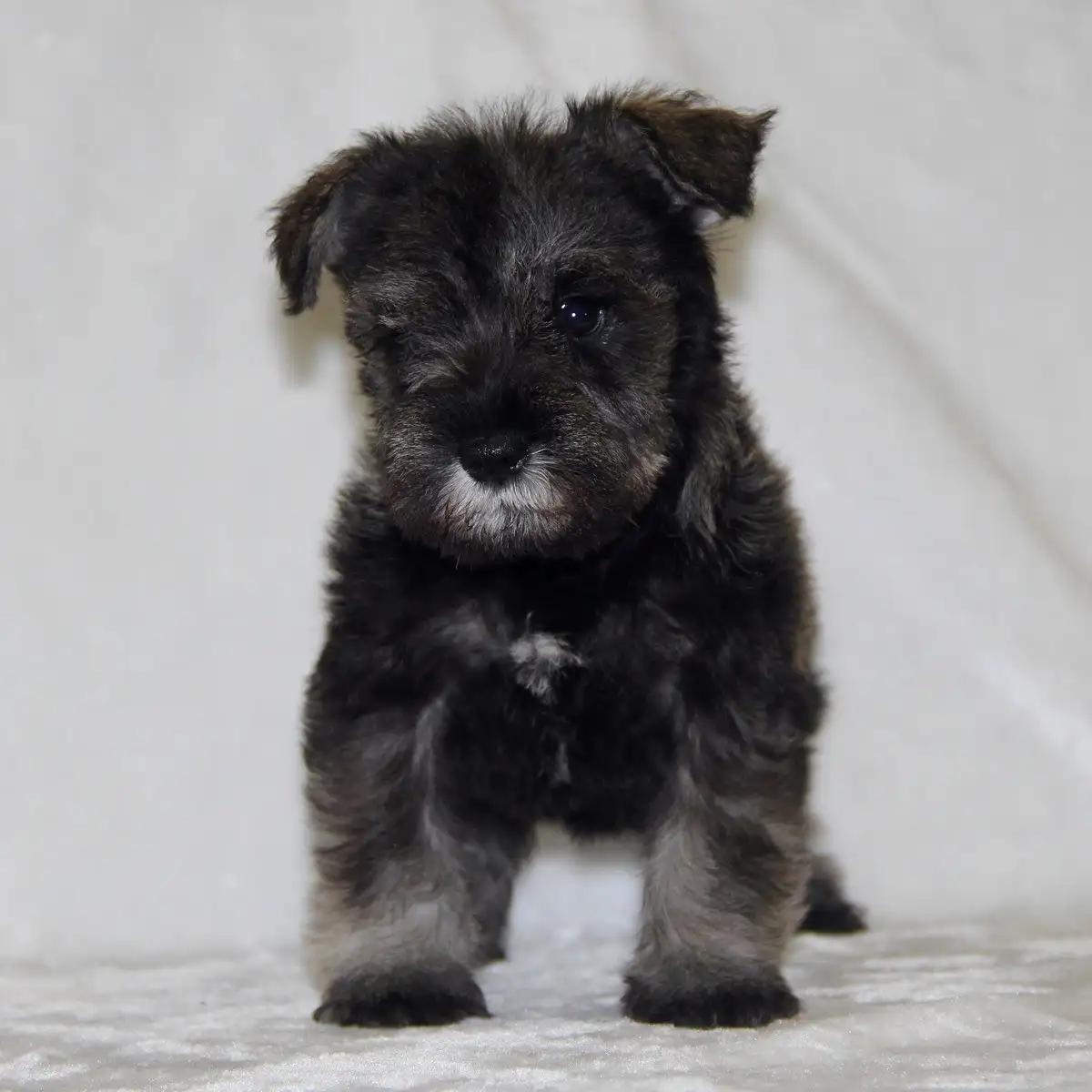 雪纳瑞幼犬纯种宠物狗(雪纳瑞幼犬纯种宠物狗能活多久)