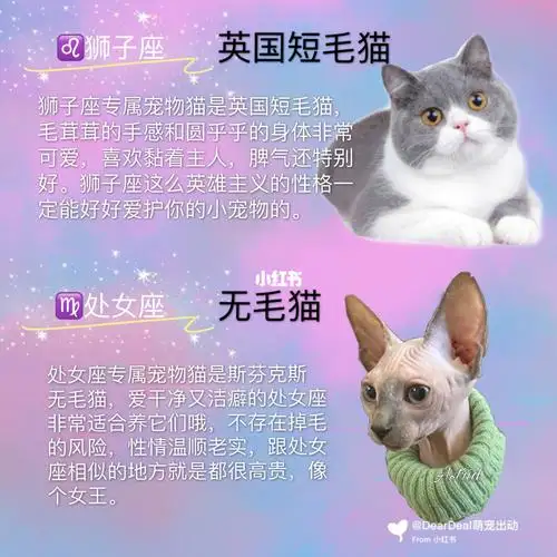 测试你的性格像什么品种的猫(测试你的性格像什么品种的猫呢)