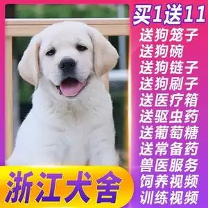 幼犬拉布拉多犬多少钱一只(拉布拉多幼犬多少钱一只 纯种)