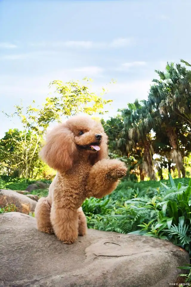 贵宾犬属于什么犬种(贵宾犬属于什么犬种类)