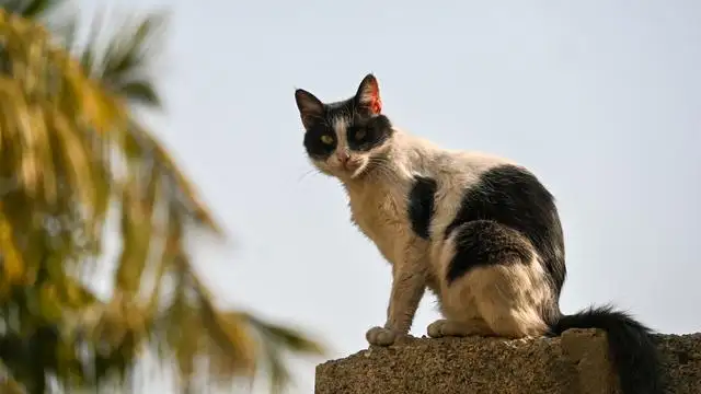 流浪猫的寿命是多少年(流浪猫的寿命一般有多长)